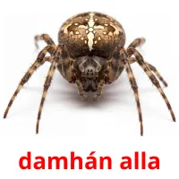 damhán alla bildekort