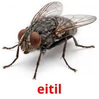 eitil bildekort