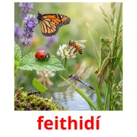 feithidí bildekort