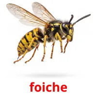 foiche bildekort
