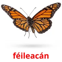 féileacán bildekort