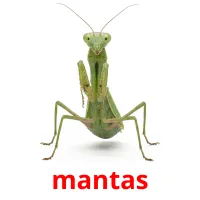 mantas bildekort