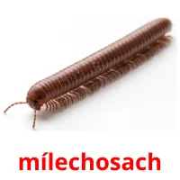 mílechosach bildekort