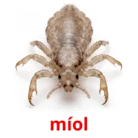 míol bildekort