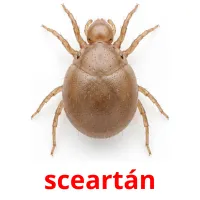 sceartán bildekort