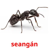 seangán bildekort