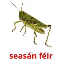 seasán féir bildekort