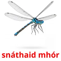 snáthaid mhór bildekort