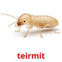 teirmít bildekort