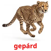 gepárd cartes de vocabulaire