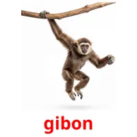 gibon cartes de vocabulaire