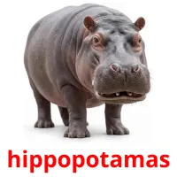 hippopotamas cartes de vocabulaire
