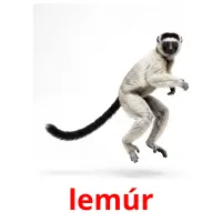 lemúr cartes de vocabulaire