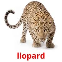 liopard cartes de vocabulaire
