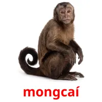 mongcaí cartes de vocabulaire