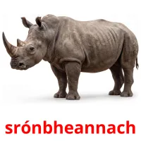 srónbheannach cartes de vocabulaire