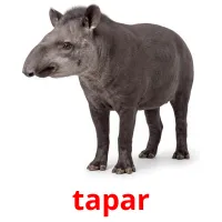 tapar cartes de vocabulaire