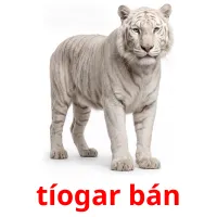 tíogar bán cartes de vocabulaire