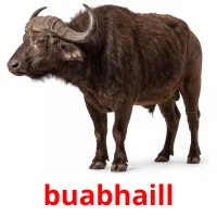 buabhaill billedkort for børn med billeder