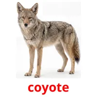 coyote billedkort for børn med billeder