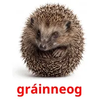 gráinneog billedkort for børn med billeder