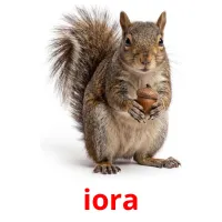 iora billedkort for børn med billeder