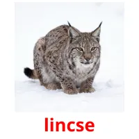 lincse billedkort for børn med billeder