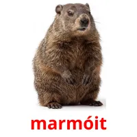 marmóit billedkort for børn med billeder