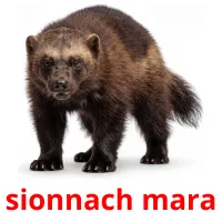 sionnach mara billedkort for børn med billeder