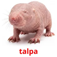 talpa billedkort for børn med billeder