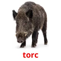 torc billedkort for børn med billeder