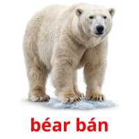 béar bán billedkort for børn med billeder