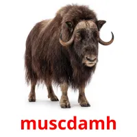 muscdamh billedkort for børn med billeder