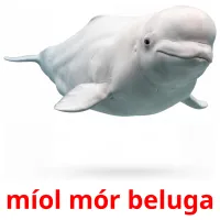 míol mór beluga billedkort for børn med billeder