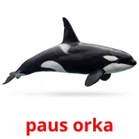 paus orka billedkort for børn med billeder