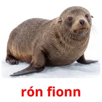 rón fionn billedkort for børn med billeder