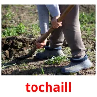 tochaill picture flashcards