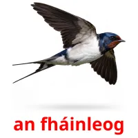an fháinleog ansichtkaarten