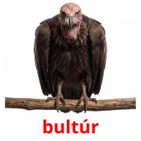 bultúr ansichtkaarten