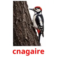 cnagaire ansichtkaarten
