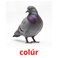 colúr ansichtkaarten