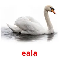 eala ansichtkaarten