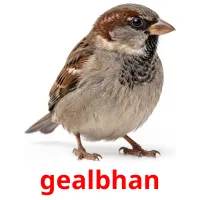 gealbhan ansichtkaarten