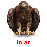 iolar ansichtkaarten