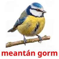 meantán gorm ansichtkaarten