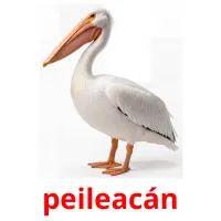 peileacán ansichtkaarten