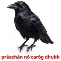 préachán nó caróg dhubh ansichtkaarten