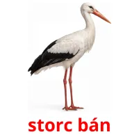 storc bán ansichtkaarten