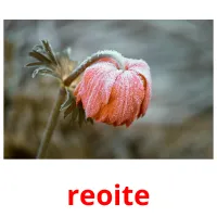 reoite picture flashcards