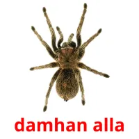 damhan alla picture flashcards